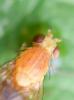 Homoneura sp.